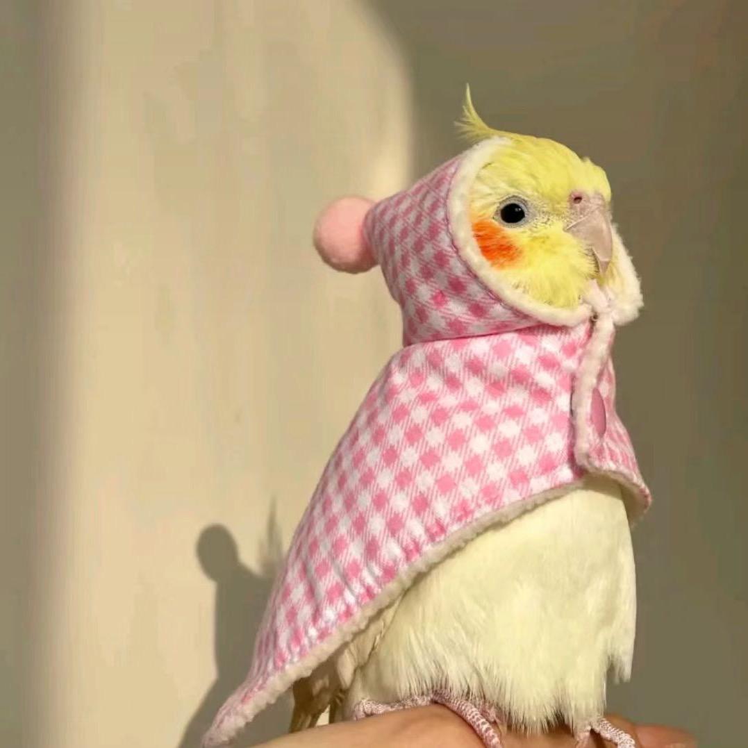 蓝胖吃不饱🐥