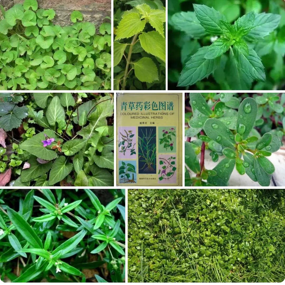 民间青草药