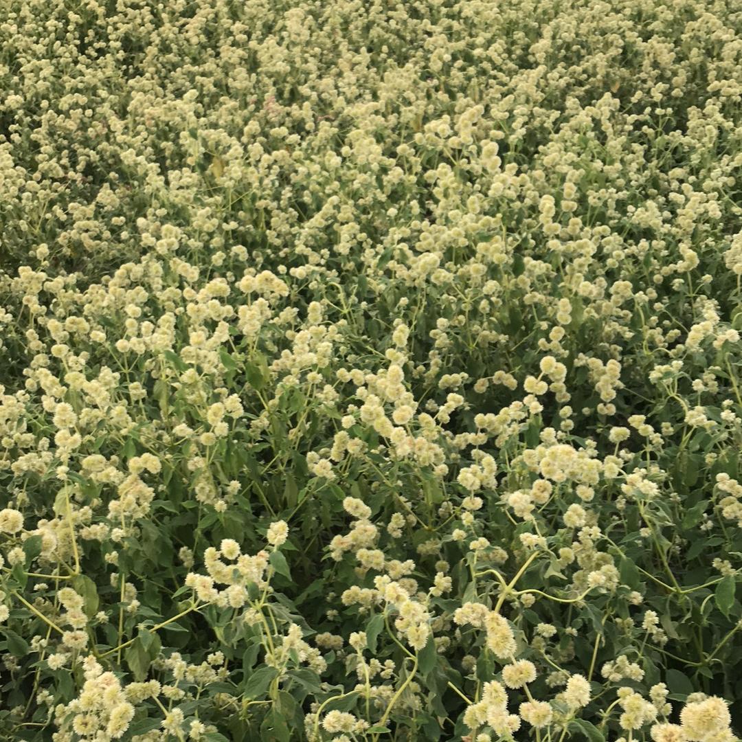 轻舞飞扬