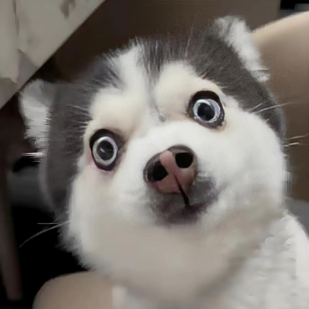 上海奉贤宠物狗犬舍