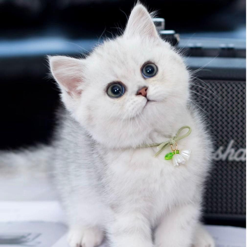 猫猫天使宝贝vlog