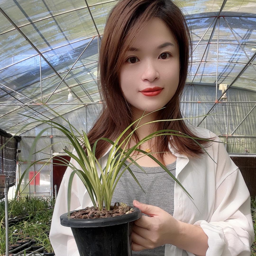 腾星兰花种植场
