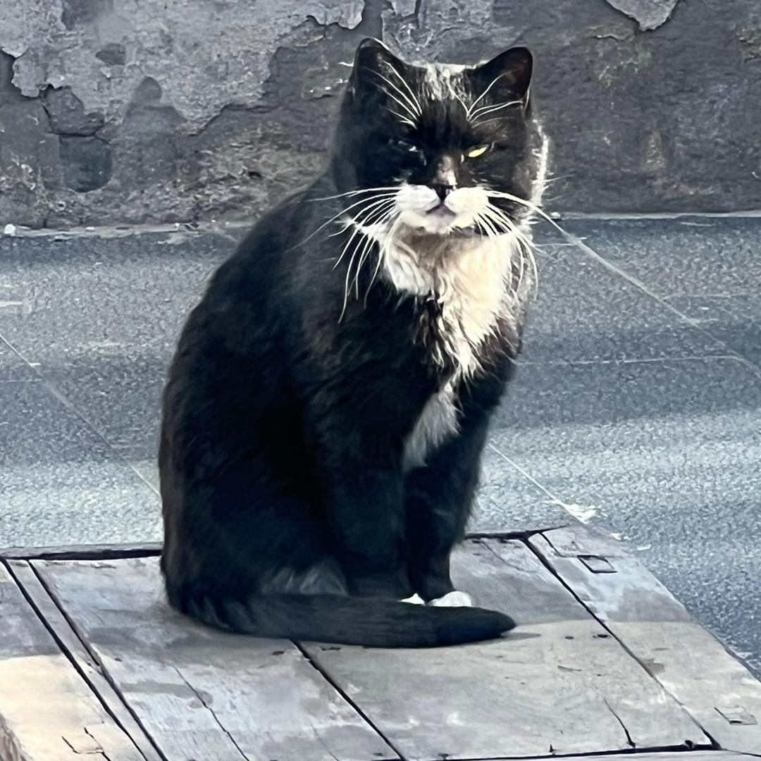 Black Cat🐈‍⬛