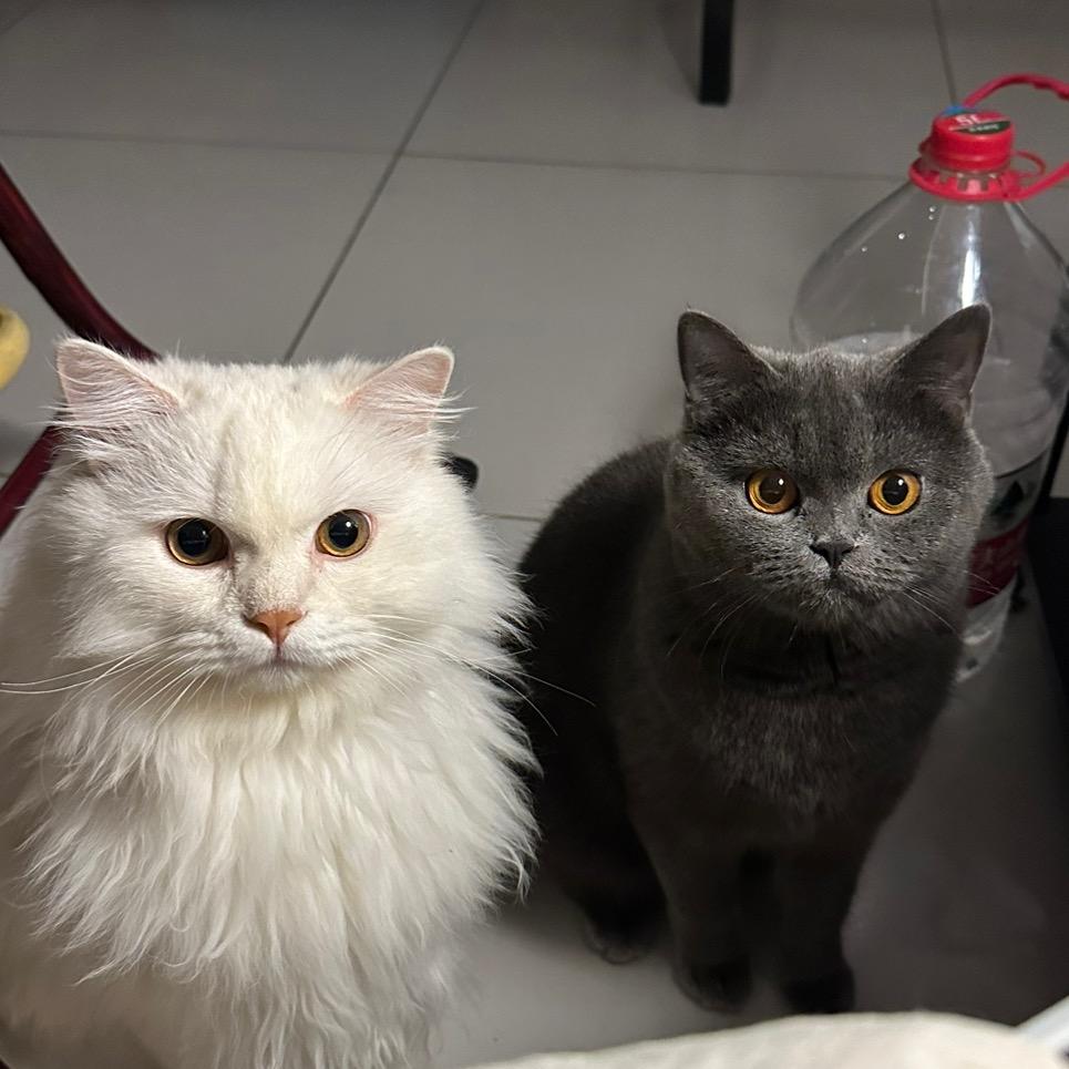 桃子🍑&辛巴🦁️