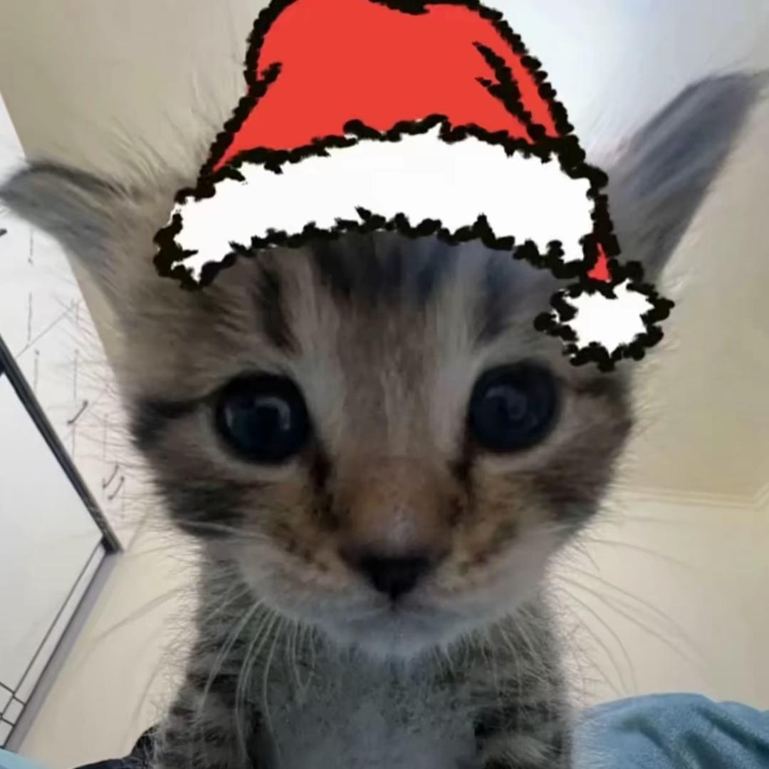 小猫命