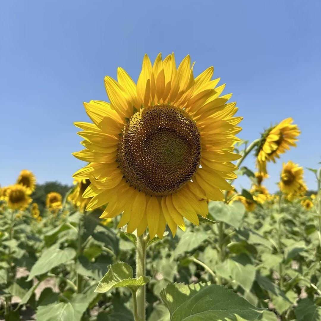 高山流水哗啦啦