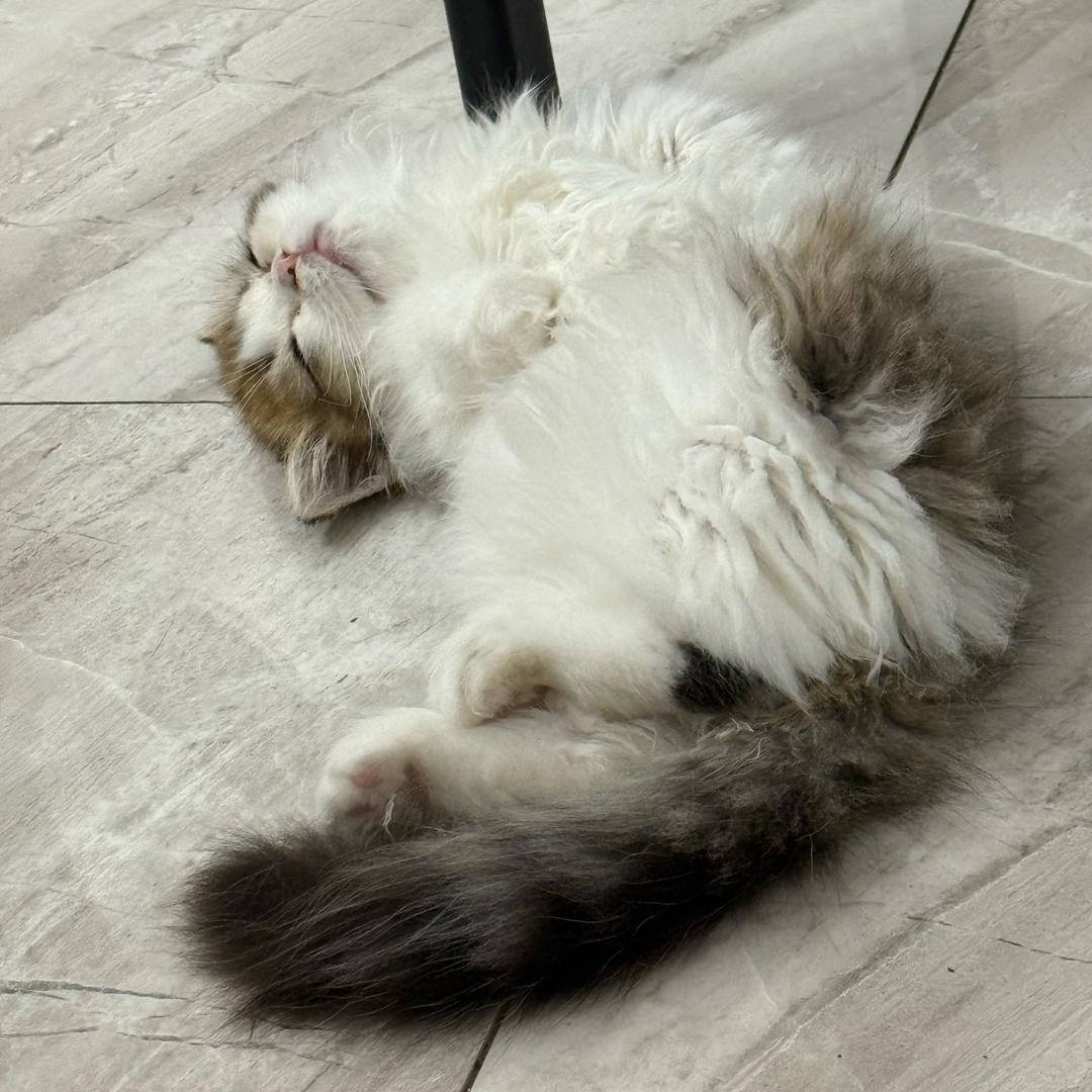 爱蹲草丛的新兰