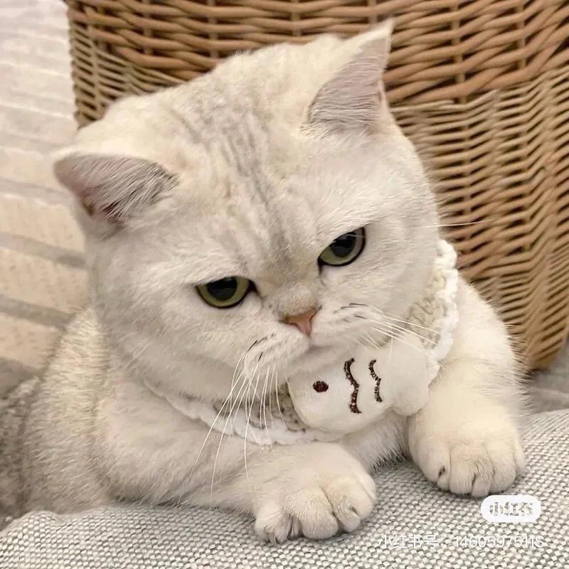 (｡･无㉨･心｡)