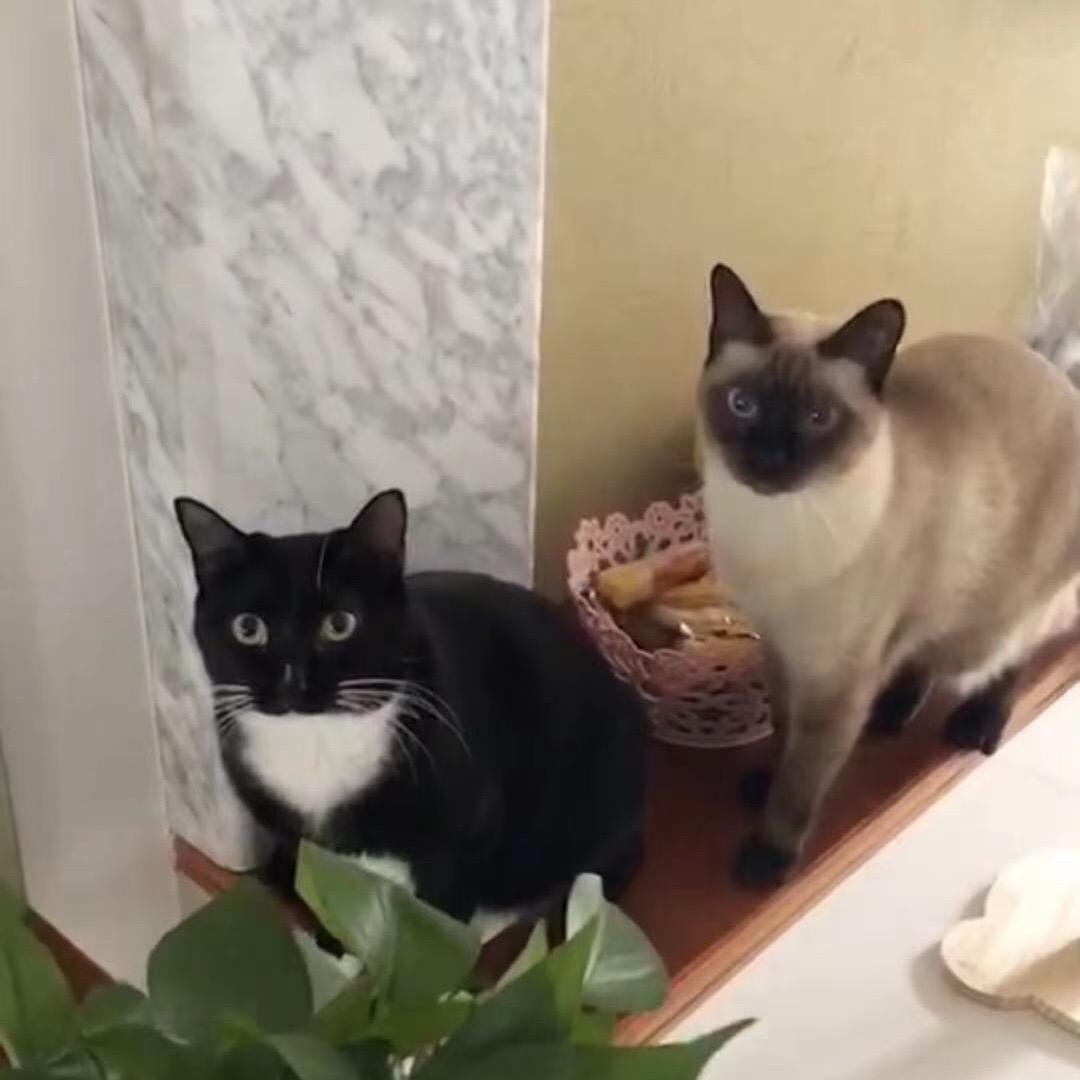 素馨