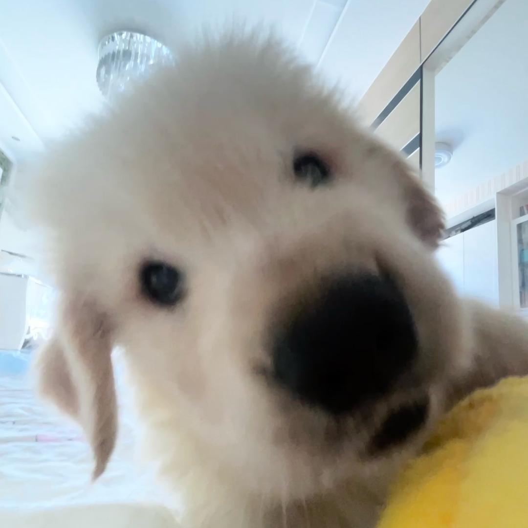 小小噜
