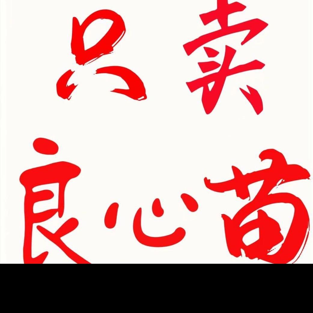 北方葡萄苗销售