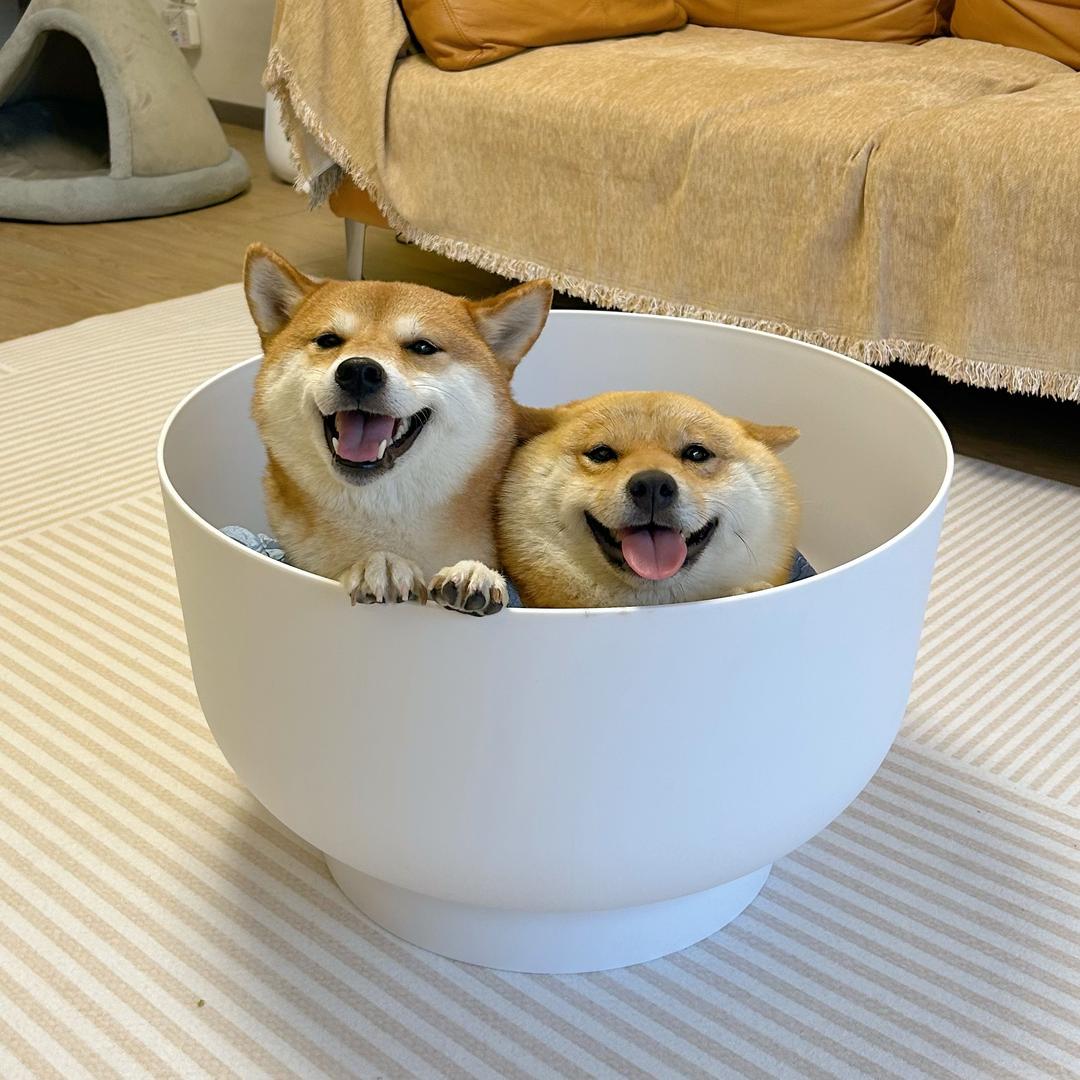 小柴佩奇
