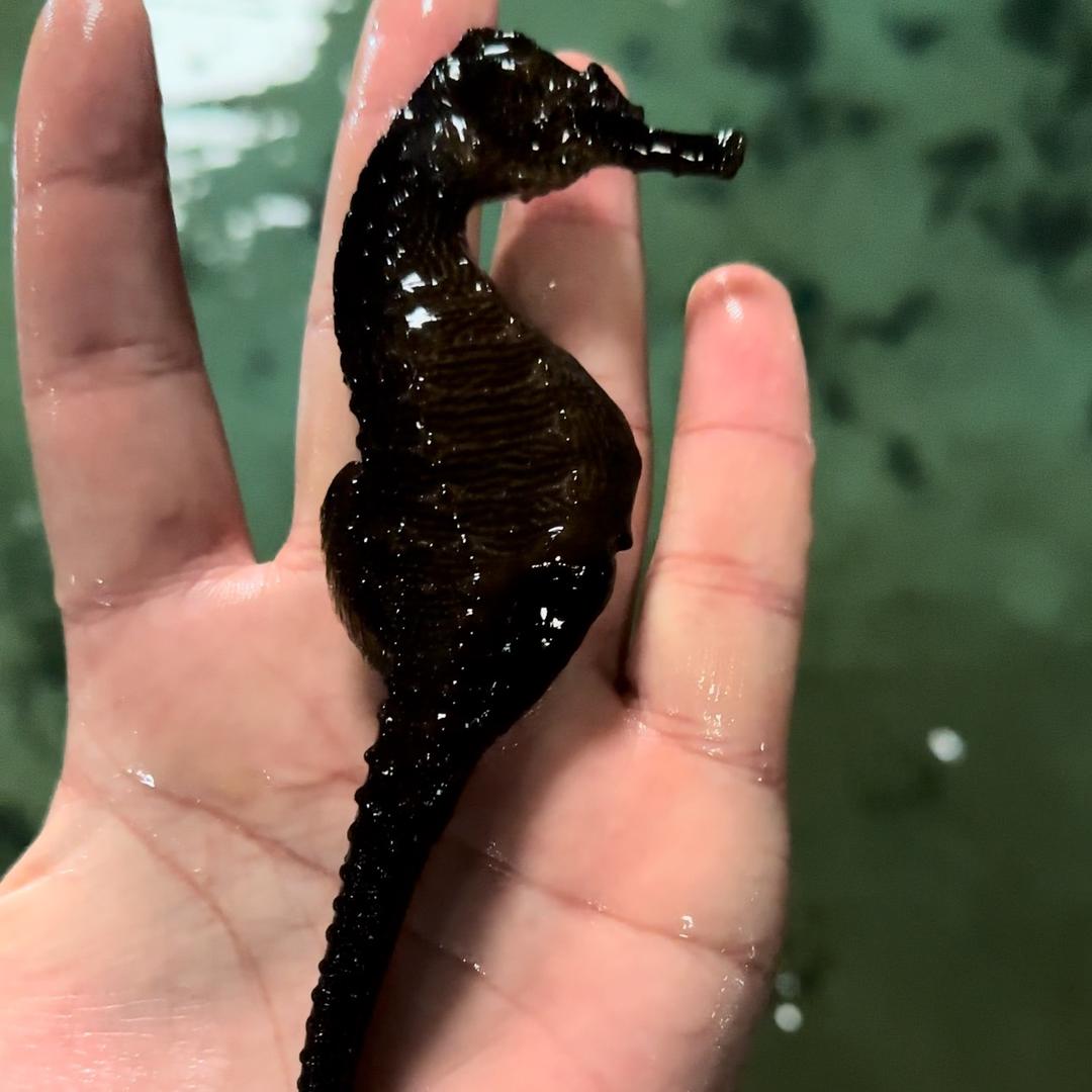 海马慢慢游