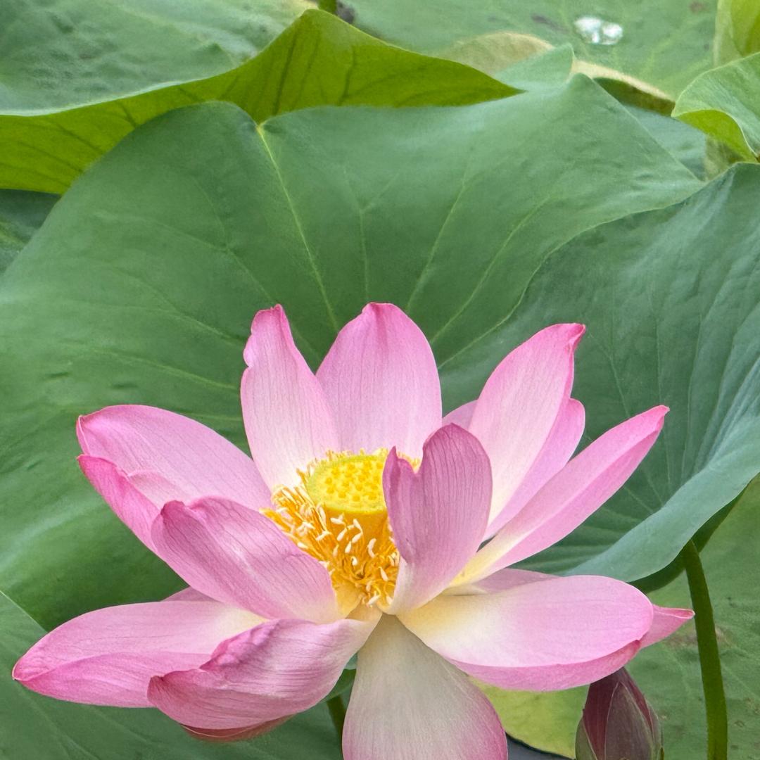 小淘淘
