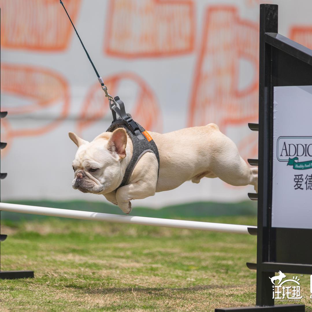 喂饭挑食狗狗的仆人