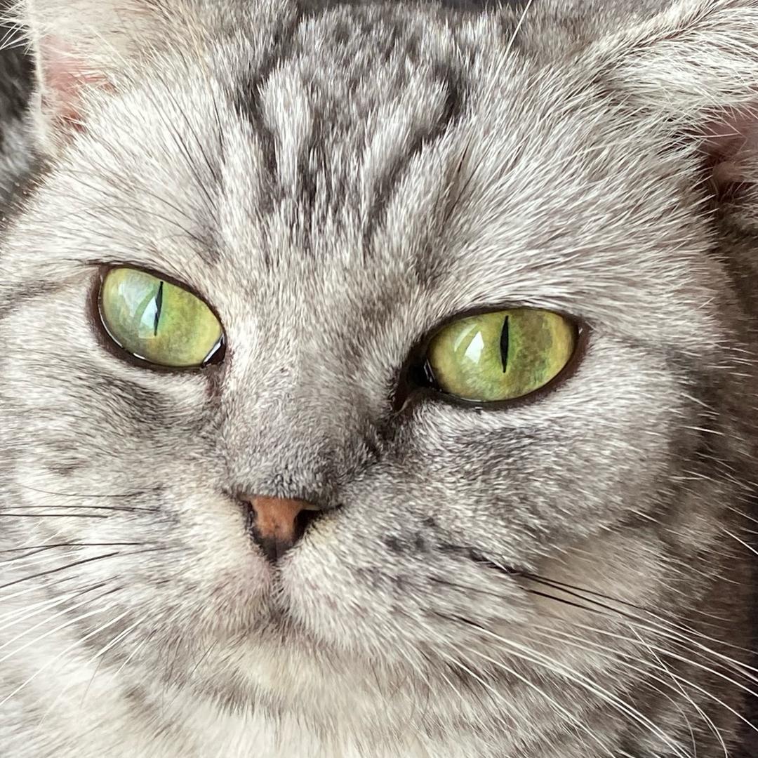 王珂珂珂有猫