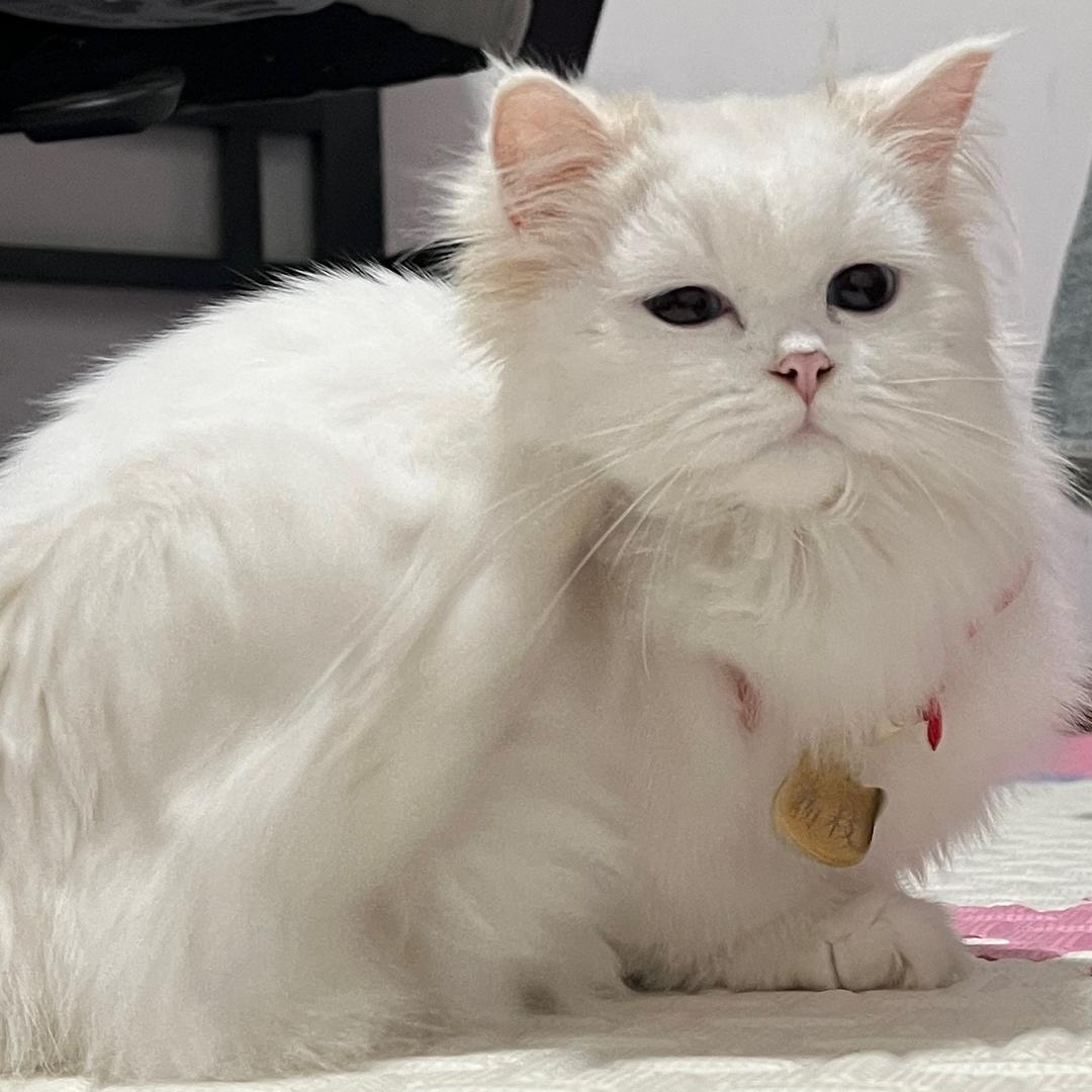 我的小猫叫荔枝