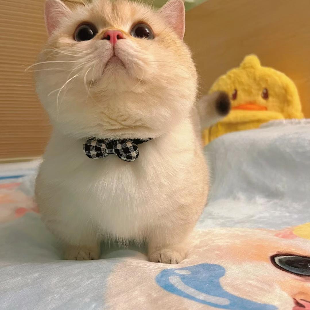 小金金爱做饭