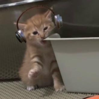 靠谱小猫