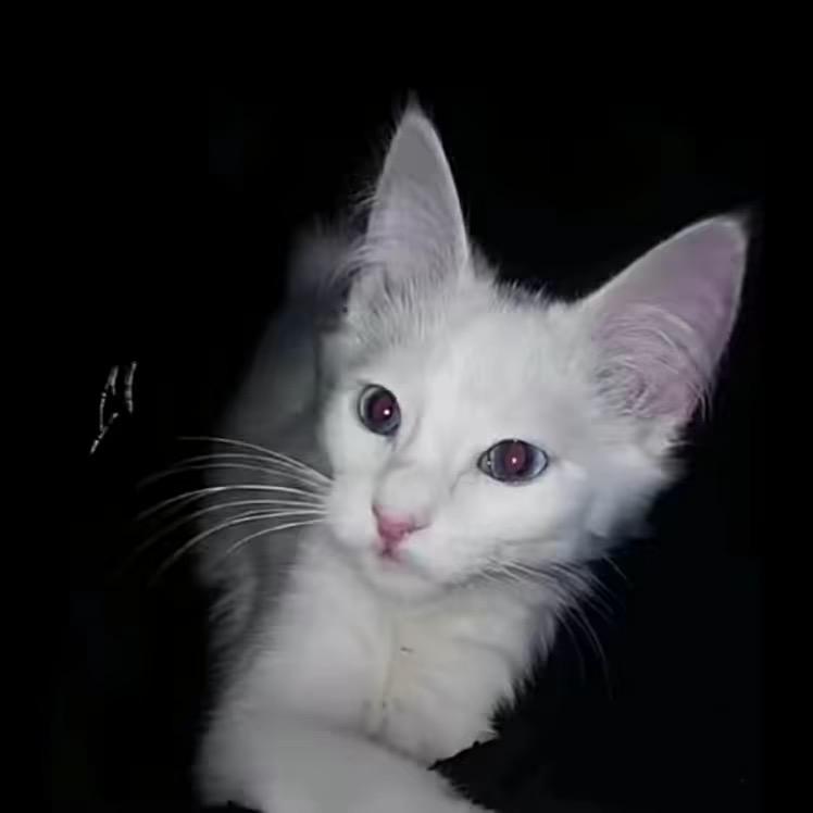 Liya