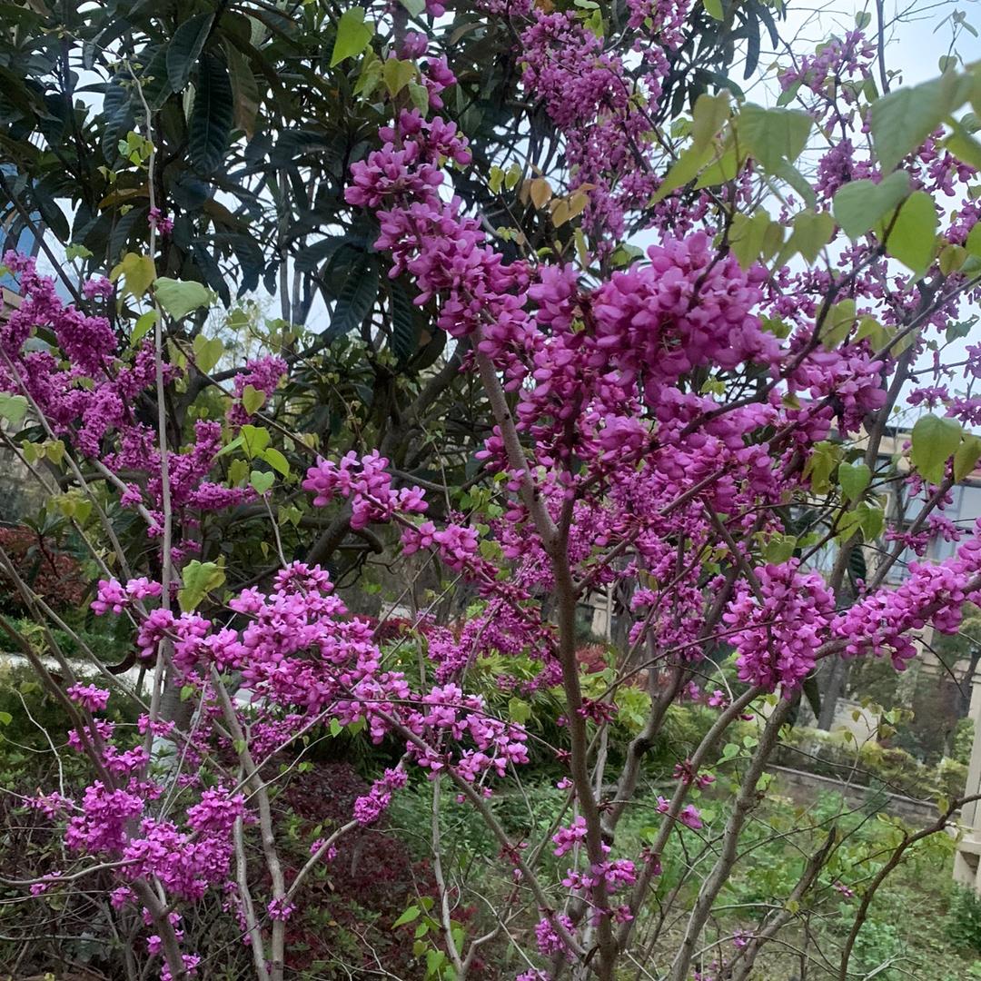 小凡同学商行