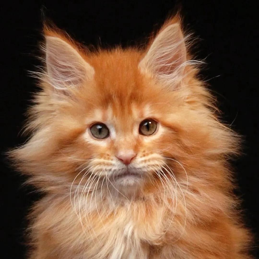 上海麦籽缅因猫（直播号）