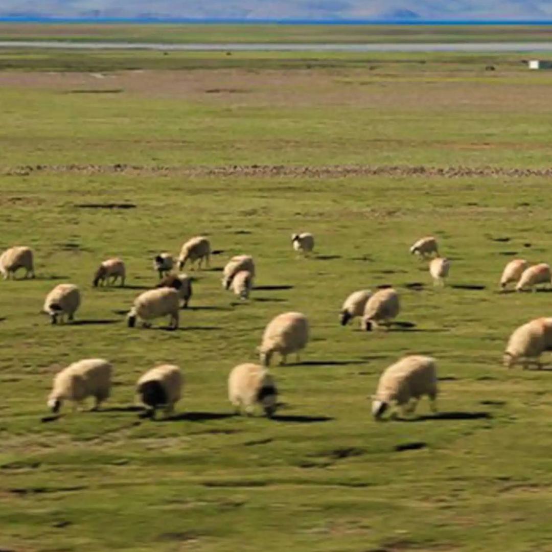 内蒙敖包玛哈草原羊肉
