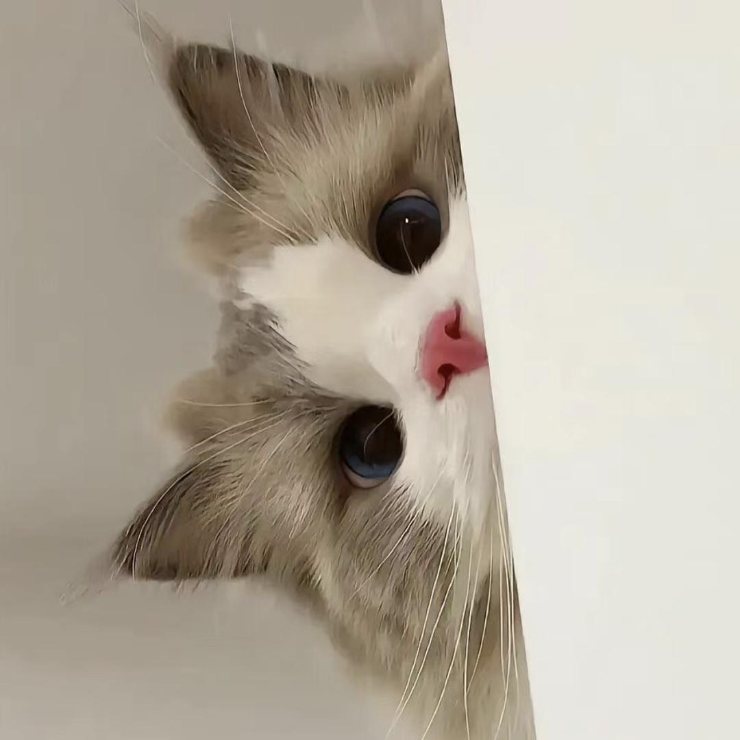 一只巷子里的猫