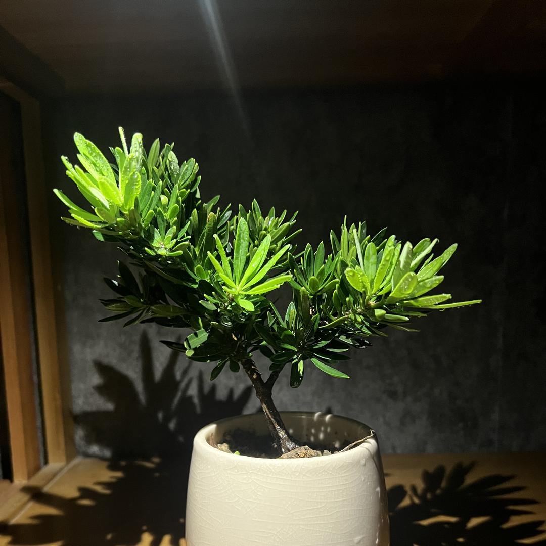 双睿绿植
