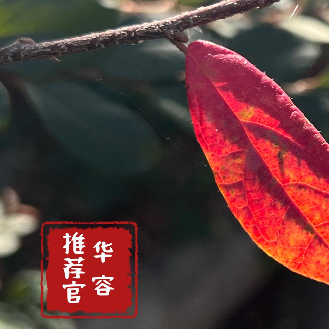 华容推荐官（随拍）