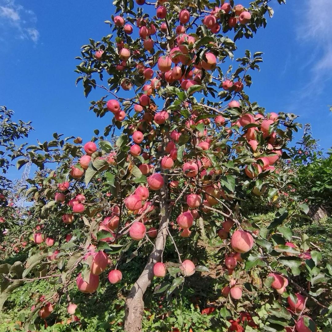 果香源果然有你