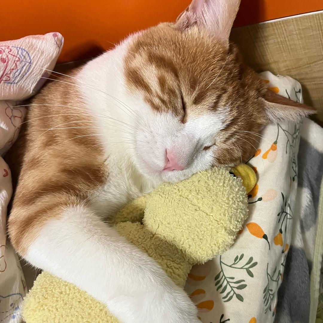 我叫小虎🐯