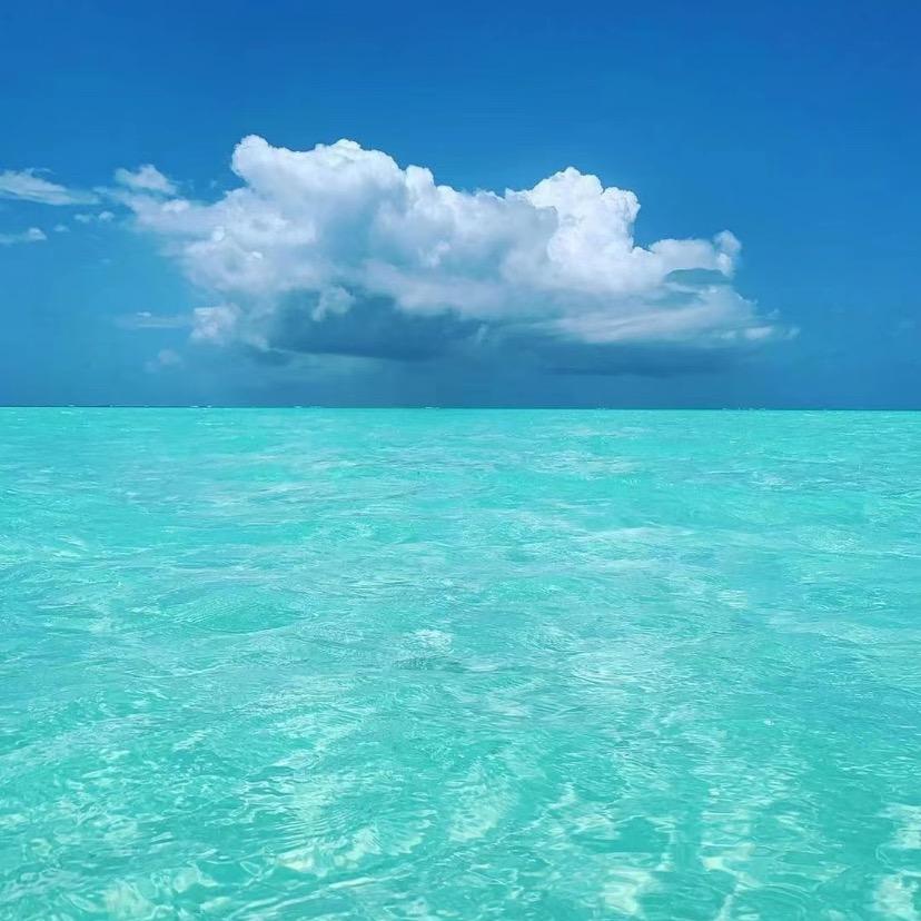 沙洲胡杨