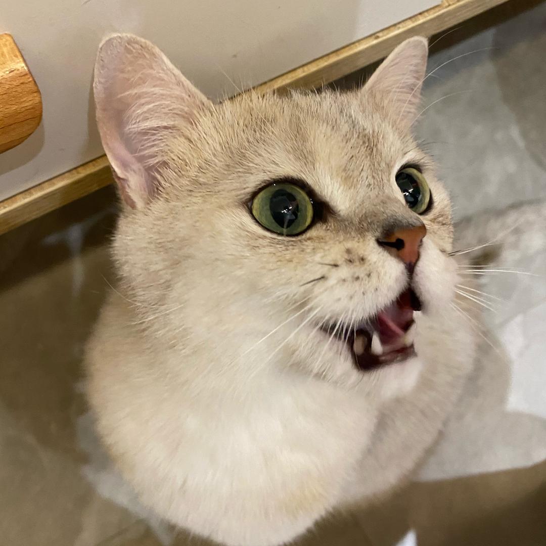 淡泊