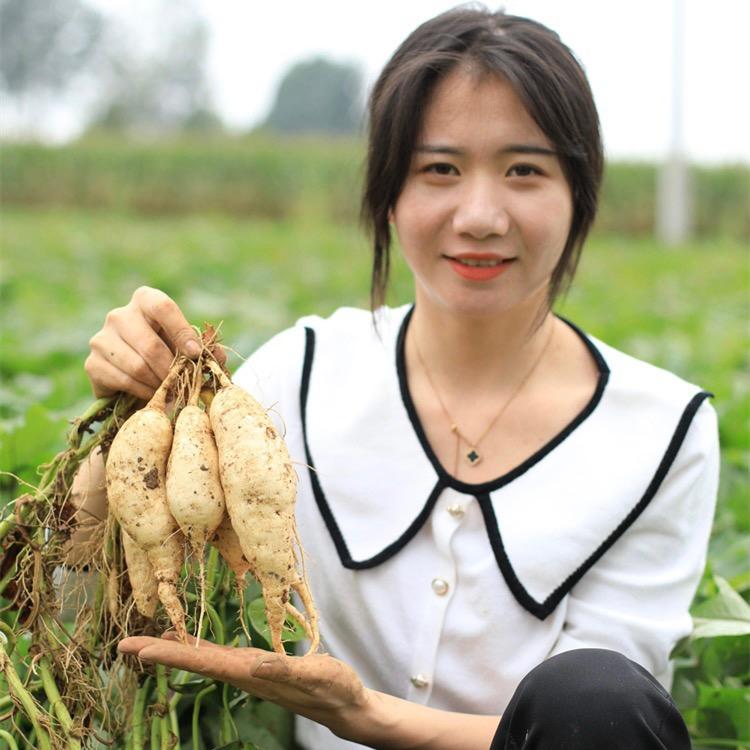 绿之源薯业