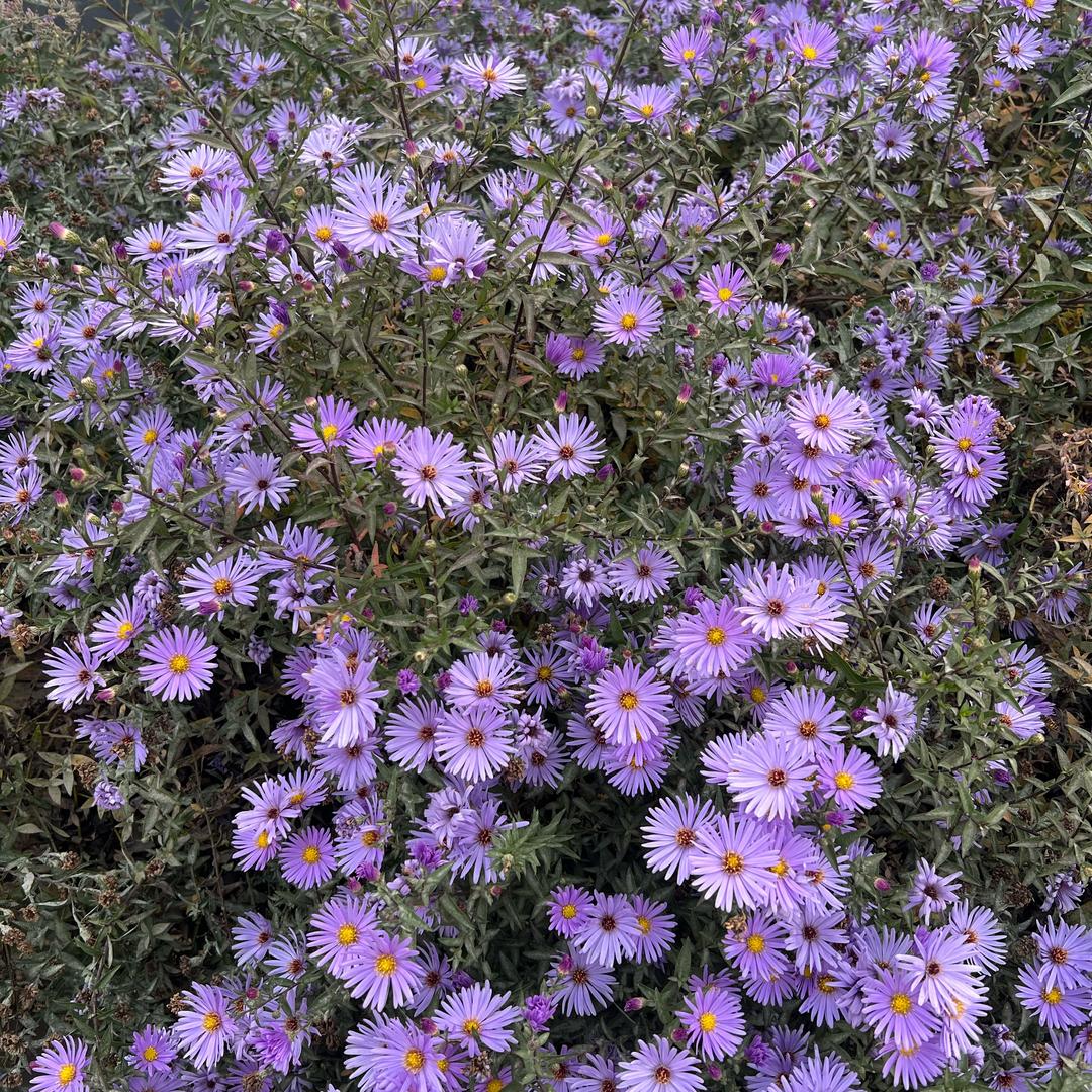 呀！蚂蚁🐜靠！咬我🌈