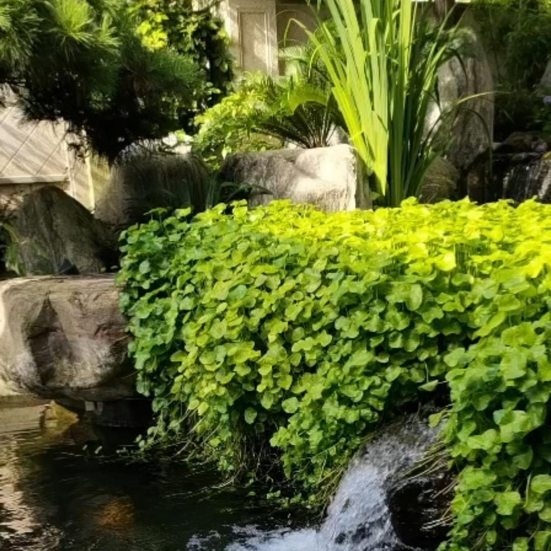 东哥的小院
