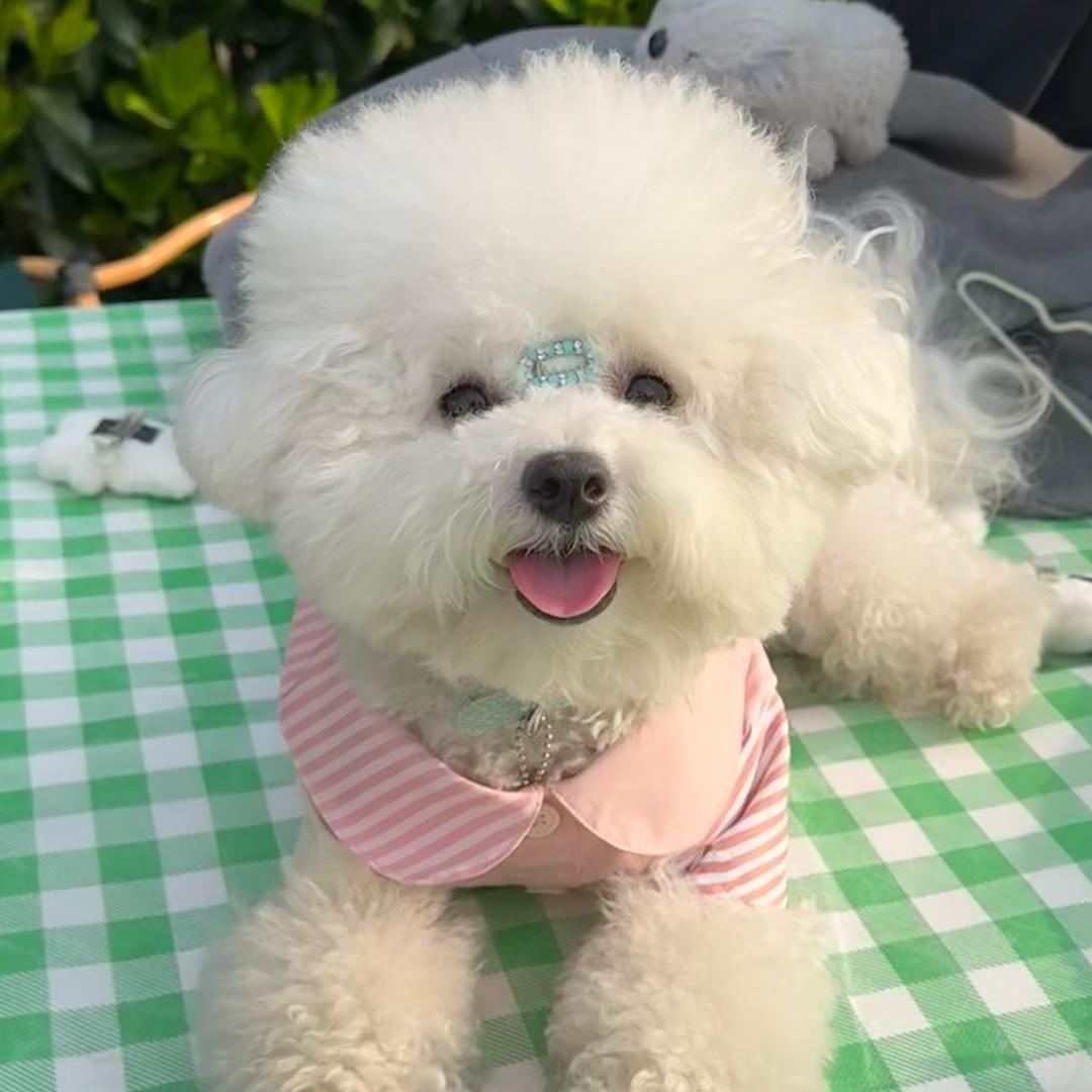 朵朵没烦恼