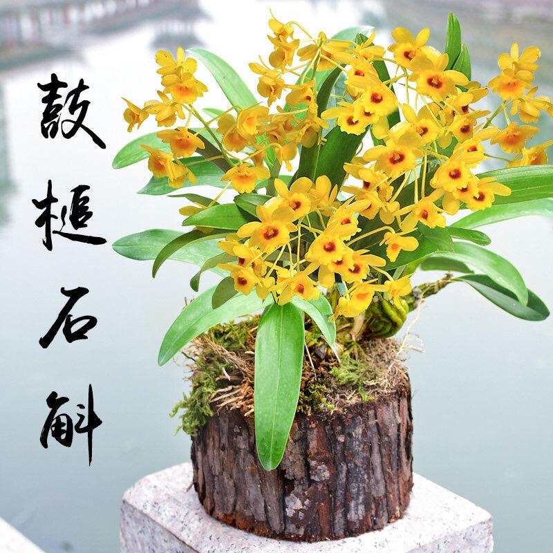 富元石斛