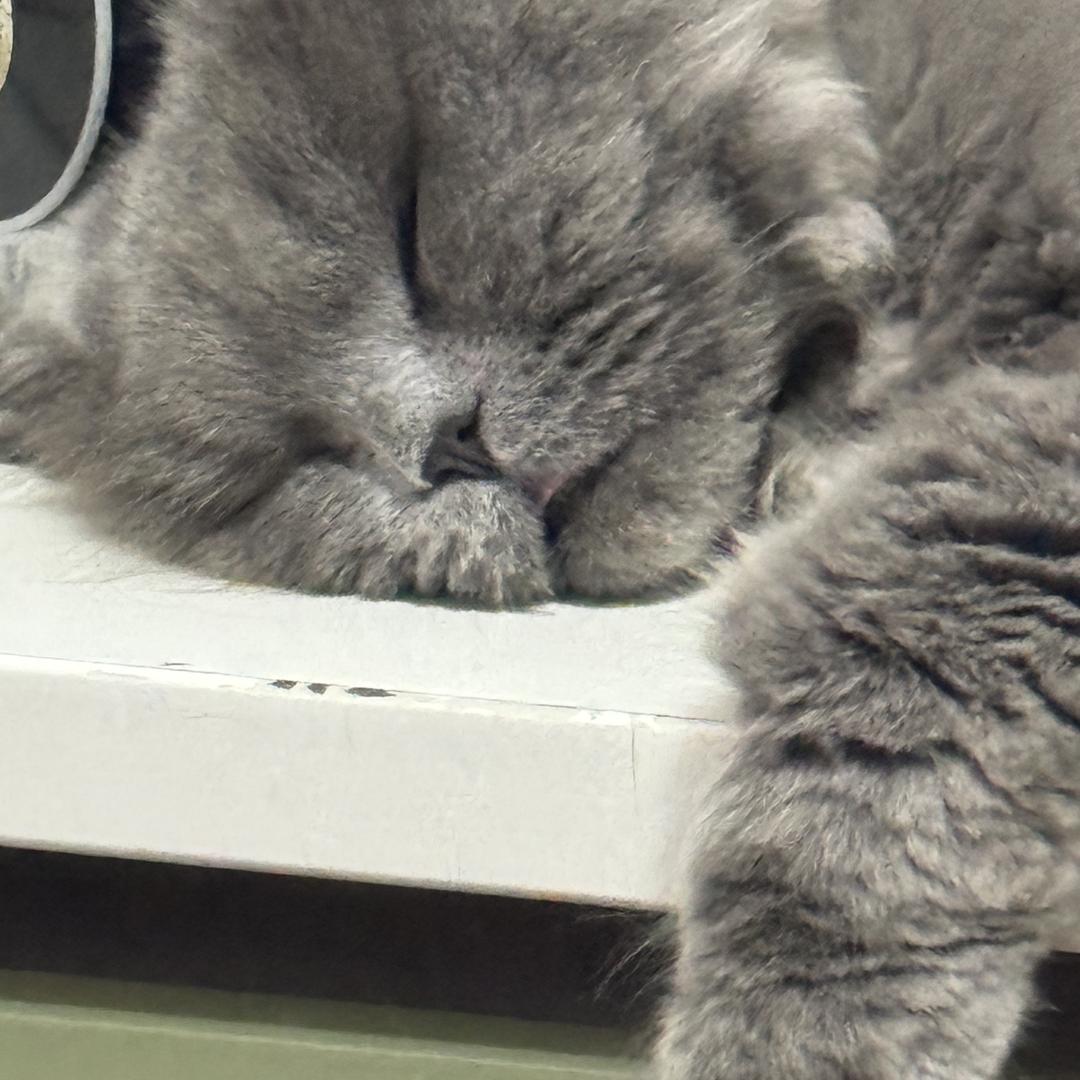 栀子树上有柠檬.