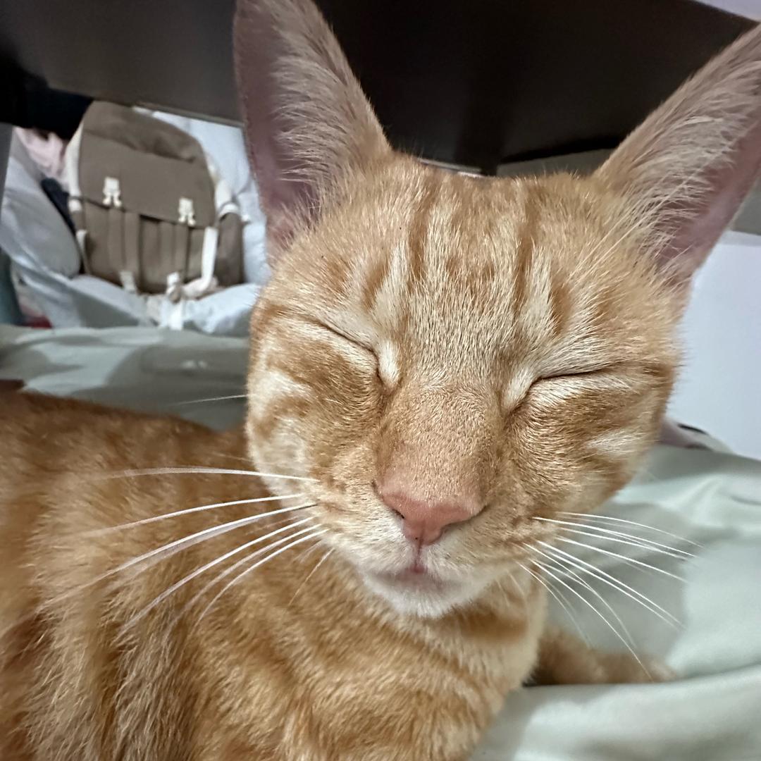 喜欢猫咪咪咪咪咪咪