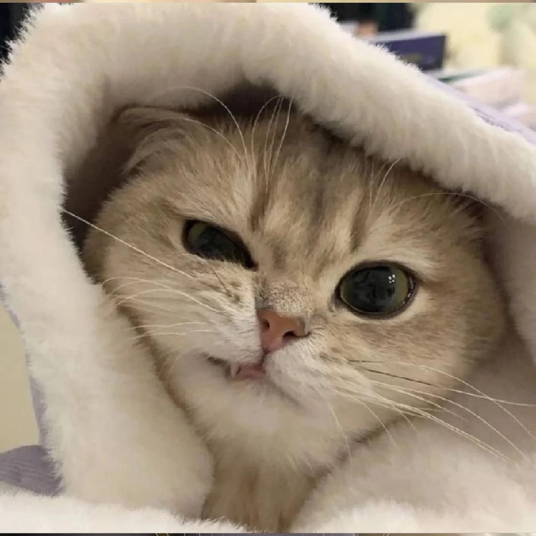 许个愿.