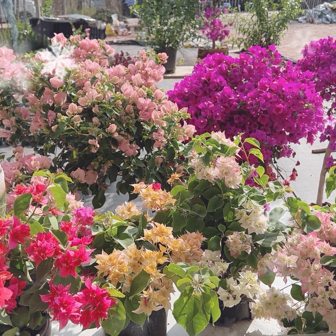好开心花卉基地