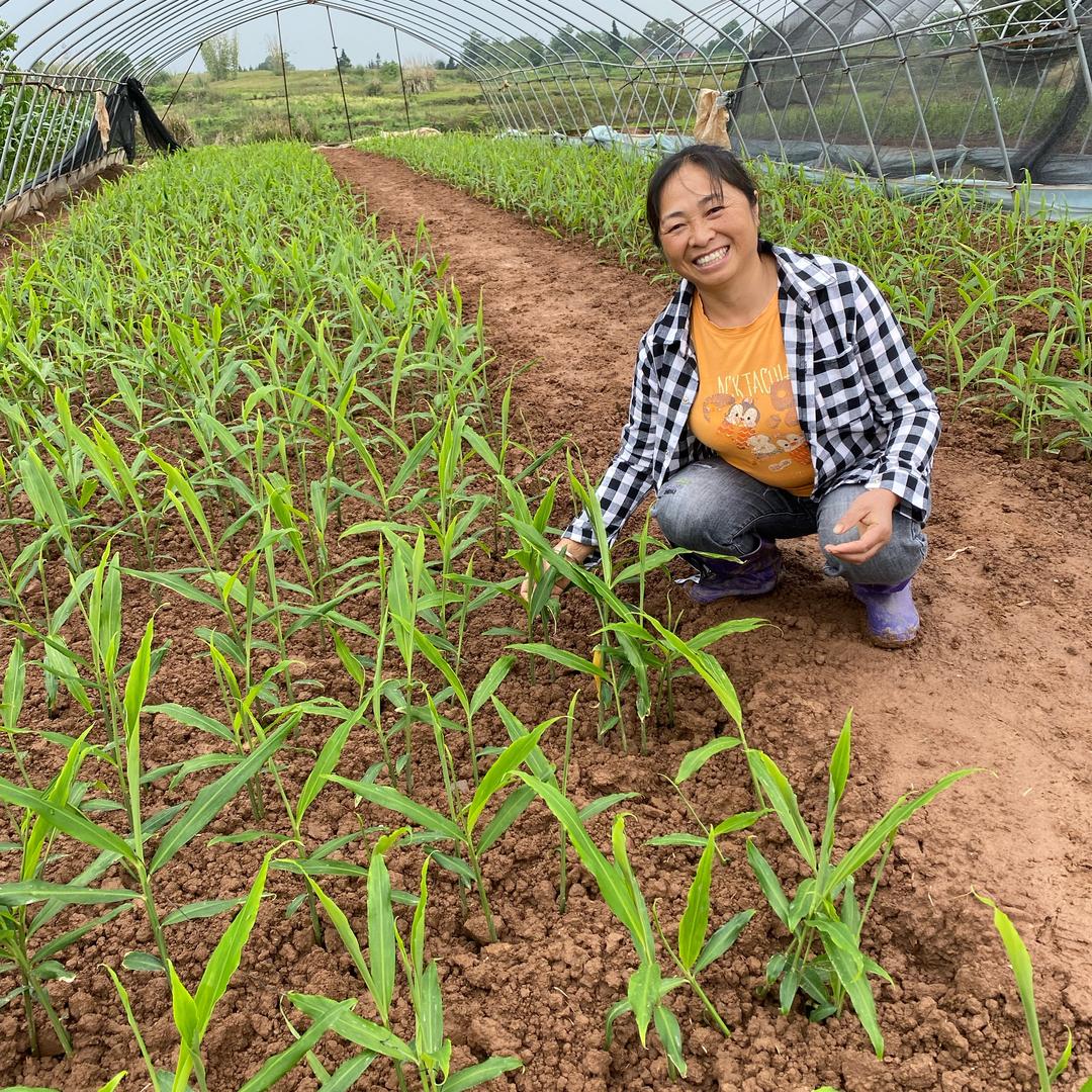 荣昌盘龙黄大姐