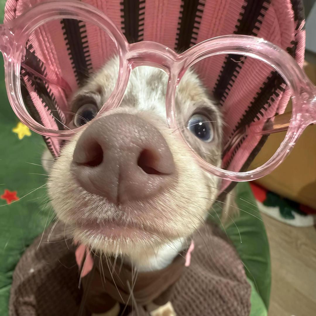 豚崽baby