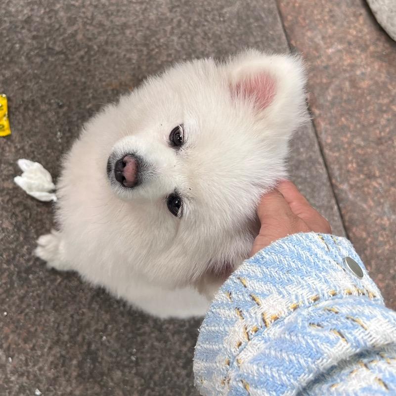 @奥德彪拉香蕉.