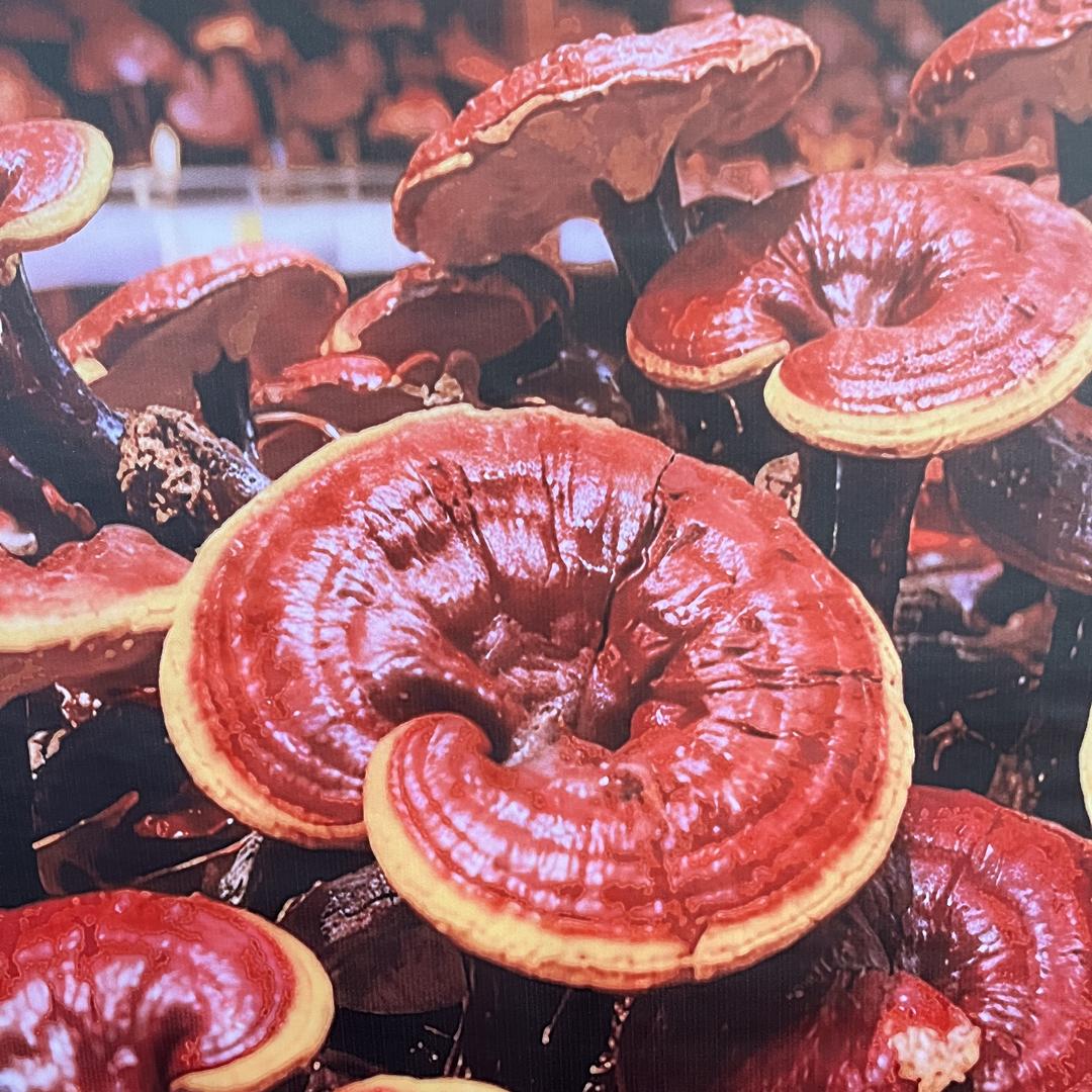 芝养生活管