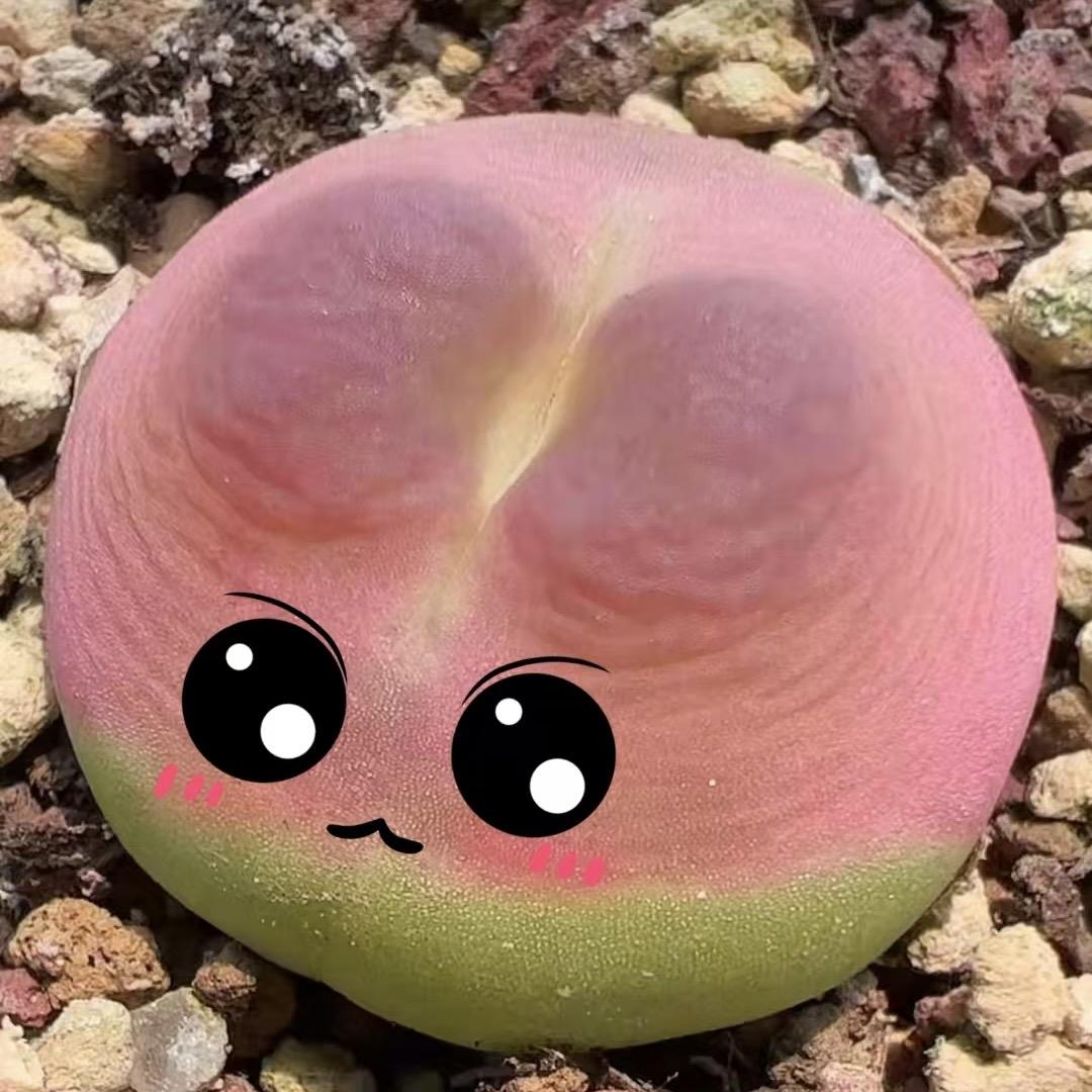 大萌园艺