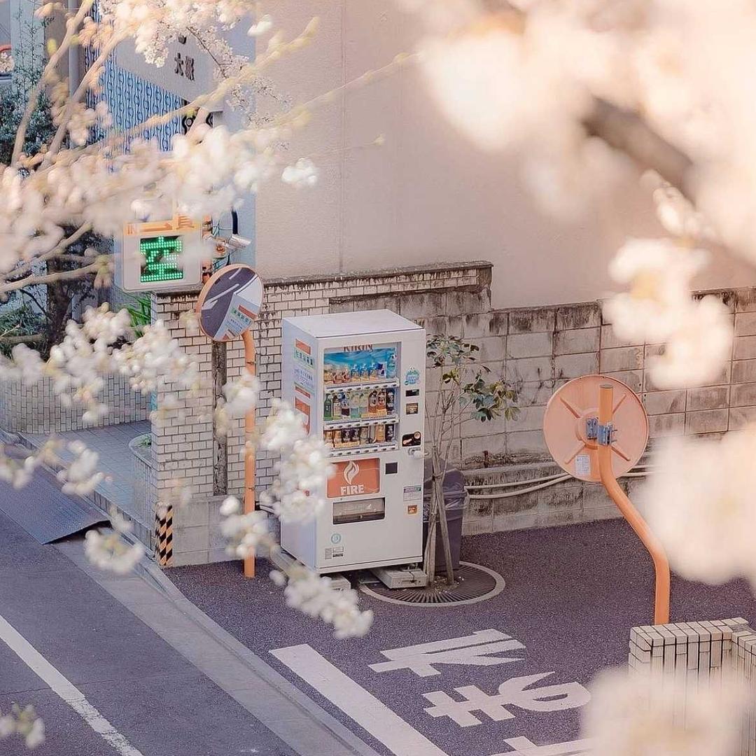 🍑ᵐᵗ 慕斯🍊🌙