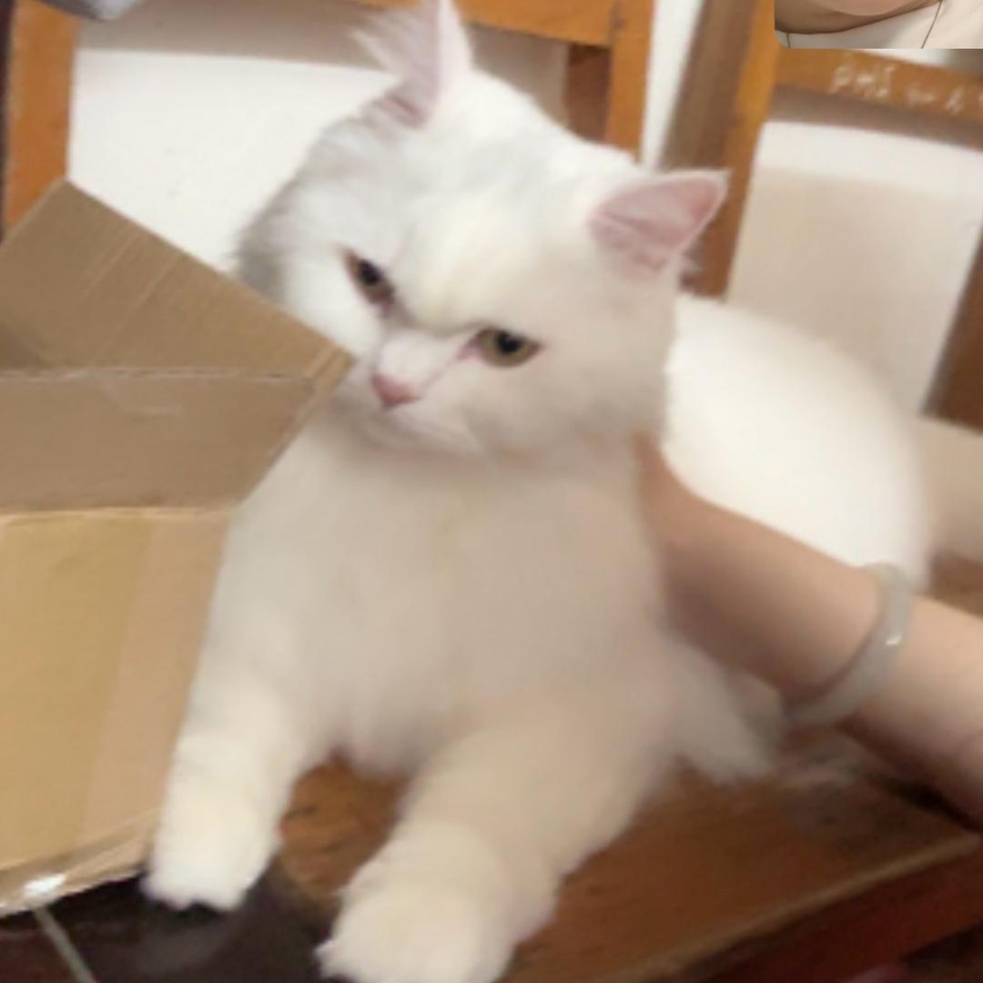 别喊我吃胡萝卜